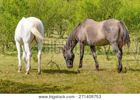 Two Horses Eating Grass At Rural Environment