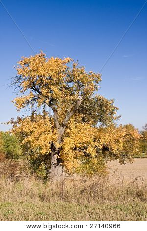 en smuk farverig efterår landskab
