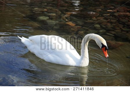 Snow White Swan Swimming In The Pond And Reflection Of Blue Sky In The Water