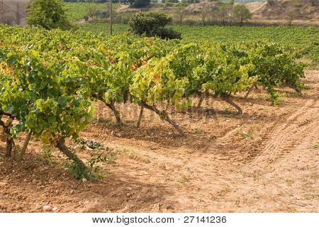 mooie wijngaard landschap in Catalaans, Spanje