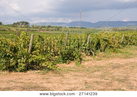 mooie wijngaard landschap in Catalaans, Spanje