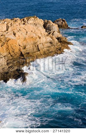 bella bearti selvaggio della Costa Brava, Spagna