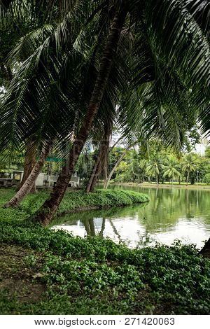 Landscape of lakeside view with palm trees in Lumphini Park in Bangkok, Thailand 