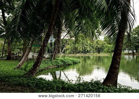 Landscape of lakeside view with palm trees in Lumphini Park in Bangkok, Thailand 