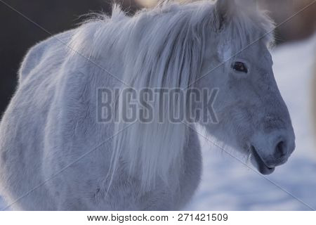 Yakut Horses In The Winter In The Snow. The Breed Of Yakut Horses.
