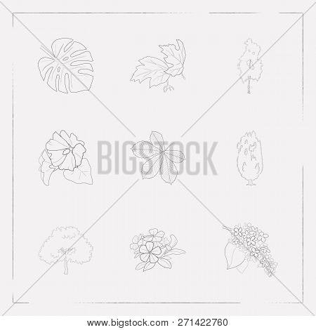 Set Of Plant Icons Line Style Symbols With Tropical Leaf, Birch, Yew Tree And Other Icons For Your W