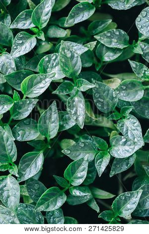 Green Leaves On Young Pepper. Green Background.