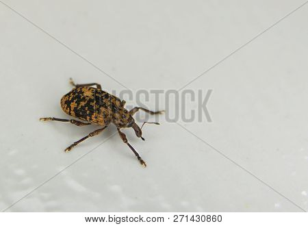 Macro Photo Of A Two-color Beetle, Black And Yellow