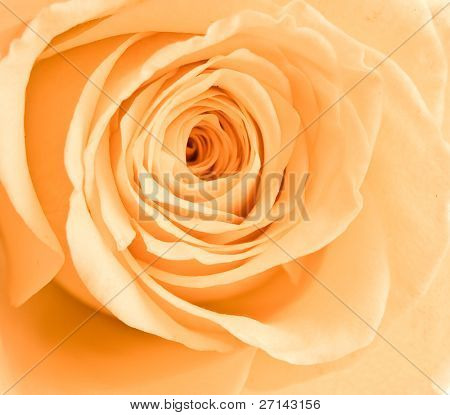 et nærbillede af orange rosenblade