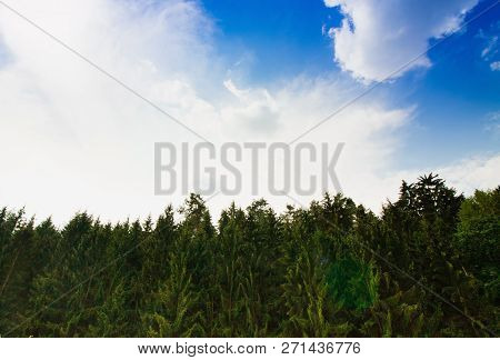 Tall Symmetrical Green Fir Trees On Blue Sky Whit White Clouds