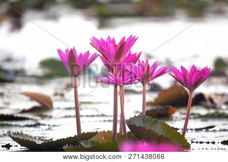 Beautiful Pink Lotus Flower With Green Leaf And Lotus Bud Floating On Water In A Pond At Sunny Day.l