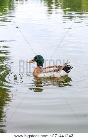 Close Up Of A Passing Mallard Duck On Pond At Summer Time..