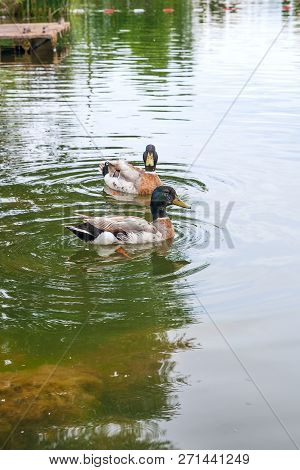 Two Mallard Ducks Floating On A Pond At Summer Time.