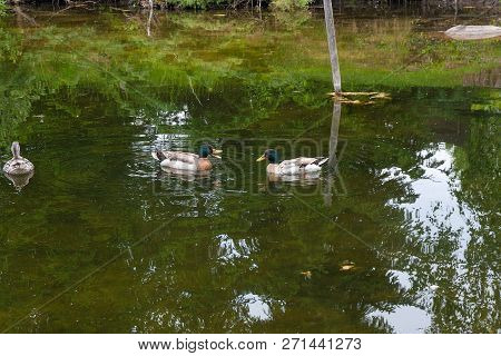 Two Male Mallard Ducks And Female Mallard Duck Floating On A Pond At Summer Time.