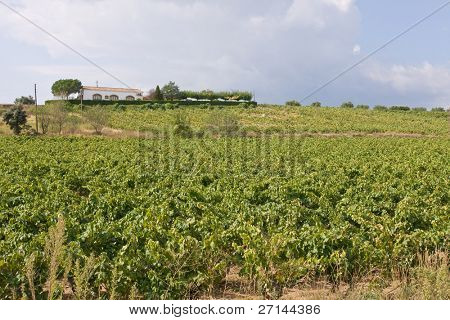mooie wijngaard landschap in Catalaans, Spanje