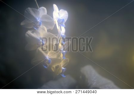 Delicate Blue Pastel Blurred Background With Orchid Flowers