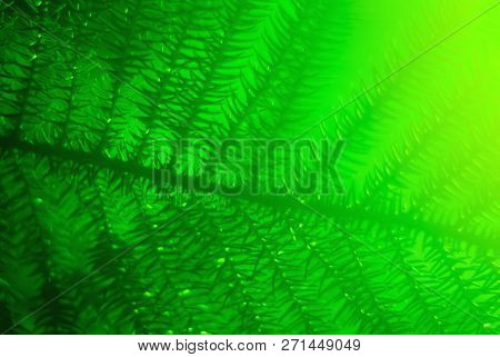 Green Blurred Floral Background With Araucaria Branch