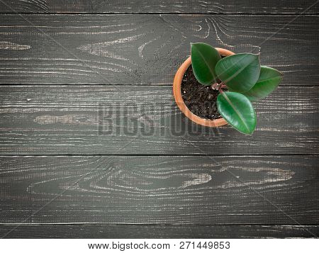 Ficus Elastica In A Pot On A Dark Wood Background, Top View