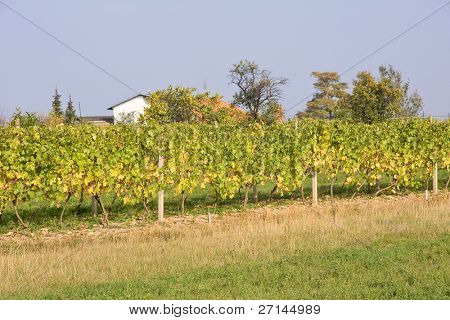 mooie wijngaard landschap in Moravië, Tsjechië