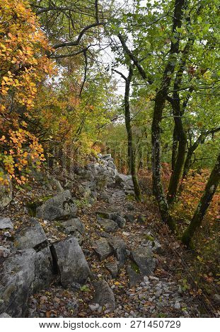Autumn Colours On Display In The Carso Karst Limestone Area Of Friuli, Near Doberdo In North East It