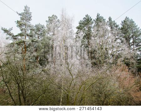 Trees Covered With Hoarfrost In A Winter Garden And Forest