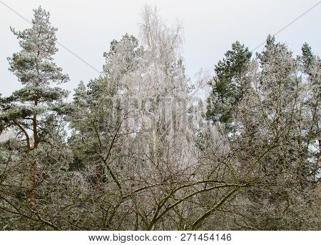 Trees Covered With Hoarfrost In A Winter Garden And Forest