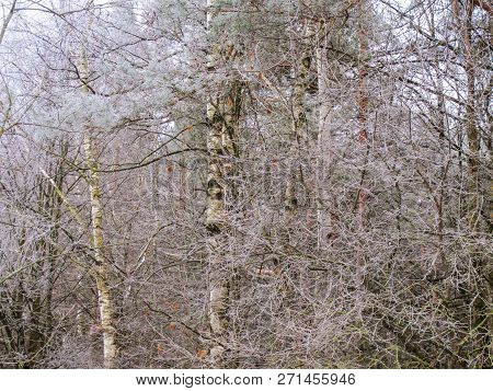 Many Small Branches Of Trees Covered With Hoarfrost In A Winter Forest