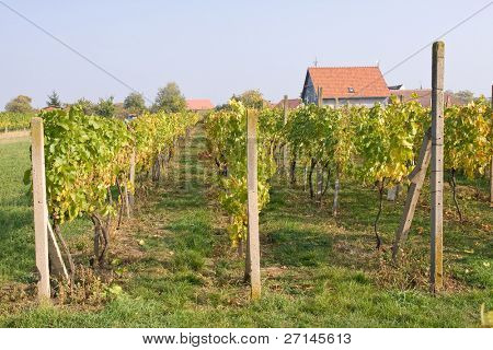 mooie wijngaard landschap in Moravië, Tsjechië