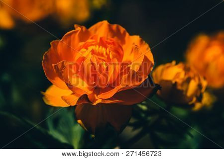 Beautiful Warm Bud Of Fiery Flower On Dark Background With Copy Space. Trollius Asiaticus In Macro. 