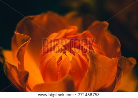 Beautiful Warm Bud Of Fiery Flower On Dark Background With Copy Space. Trollius Asiaticus In Macro. 