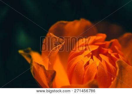 Beautiful Warm Bud Of Fiery Flower On Dark Background With Copy Space. Trollius Asiaticus In Macro. 