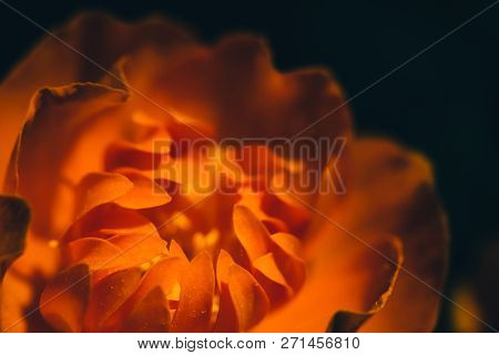 Beautiful Warm Bud Of Fiery Flower On Dark Background With Copy Space. Trollius Asiaticus In Macro. 