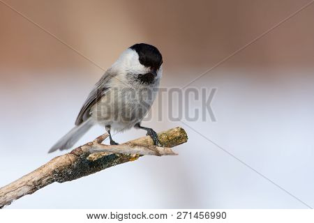 Willow Tit (poecile Montanus) Sits On Branch Sits On A Dry Branch In The Forest In The Spring.