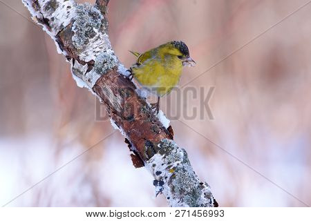 Siskin (spinus Spinus) Sits On A Birch Branch On A Cloudy Day In A Forest Park.