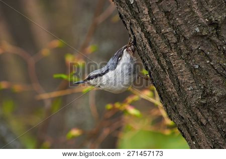 Eurasian Nuthatch (wood Nuthatch) Sits On A Tree Trunk In Its Famous Stand (in A Spring Forest Park)