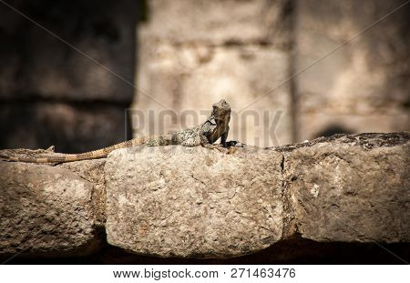 Detailed Iguana Or Ctenosaura Similis On Stones Of Tulum Ruins.