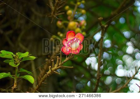 Single Flower Of Brazilwood On A Branch With Green Leaves. Macro Shot.