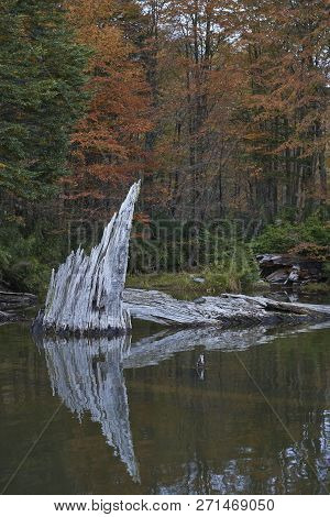 Trees In Autumn Foliage Reflected In The Still Waters Of Laguna Captren In Conguillio National Park 