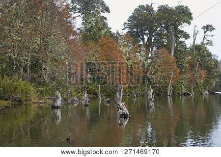 Trees In Autumn Foliage Reflected In The Still Waters Of Laguna Captren In Conguillio National Park 