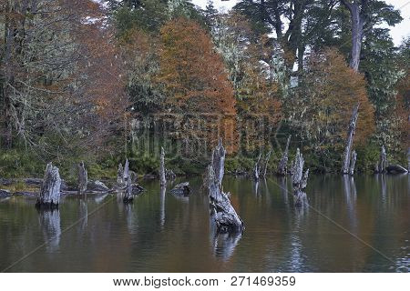 Trees In Autumn Foliage Reflected In The Still Waters Of Laguna Captren In Conguillio National Park 