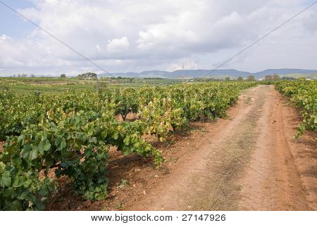 mooie wijngaard landschap in Catalaans, Spanje