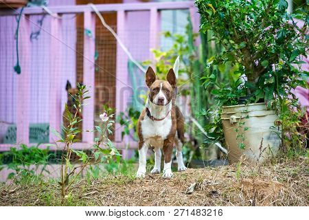 Guardian Dog Protecting Home On Standby Alert