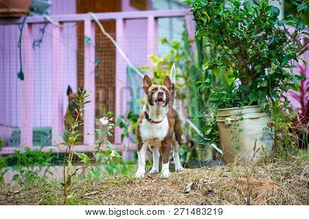 Guardian Dog Protecting Home On Standby Alert