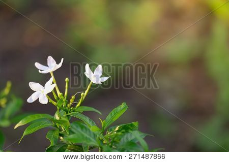 White Gerdenia Crape Jasmine With Blur Background, Beautiful White Flower.