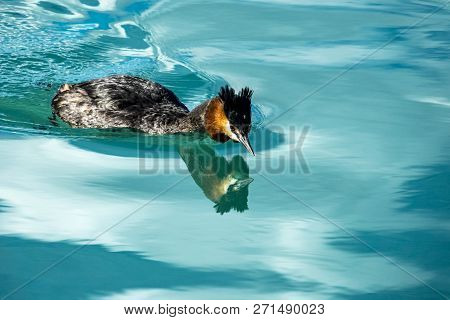 The Grebes (podicedidae) In Wairepo Arm Of South Island, New Zealand.
