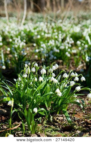 เกล็ด springtime ในป่า