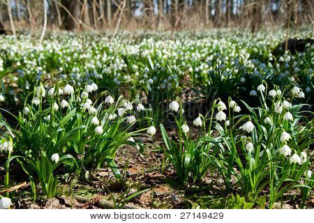 เกล็ด springtime ในป่า