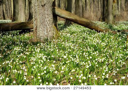 เกล็ด springtime ในป่า
