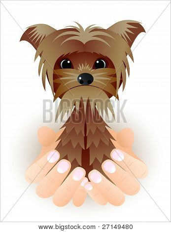 Engraçado Yorkshire Terrier