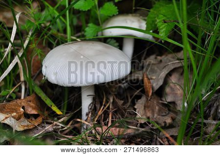 Amanita Vaginata, The Grisette In The Forest, Gray Slim Amanita Mushroom